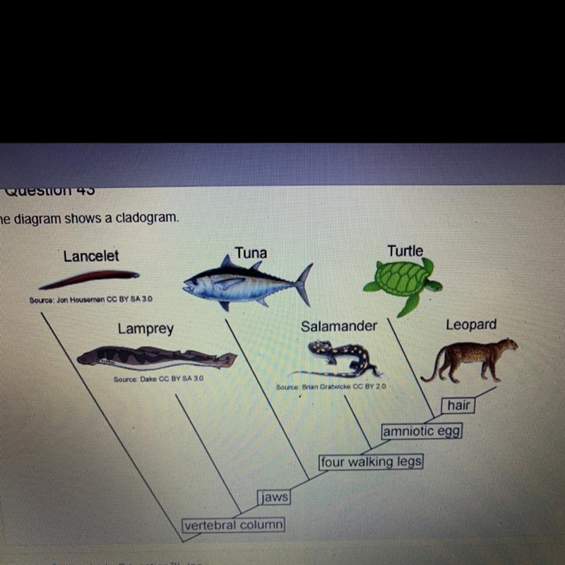 The diagram shows a cladogram. Which statement is supported by the cladogram? A. The-example-1