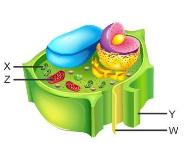 Which structure of the excretory system mainly functions in filtration? W and X W-example-1