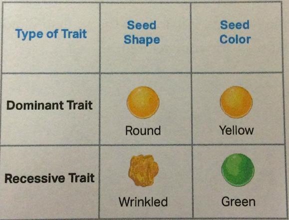 If we use the letter R to represent seed shape, what is the genotype for a heterozygous-example-1