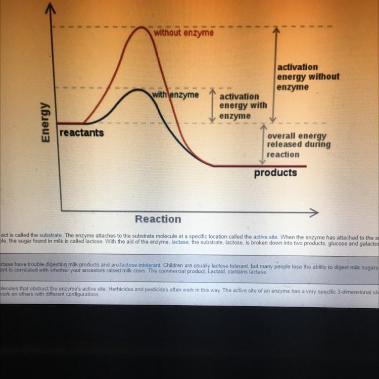 What’s happening when the enzyme is there and when it isnt-example-1