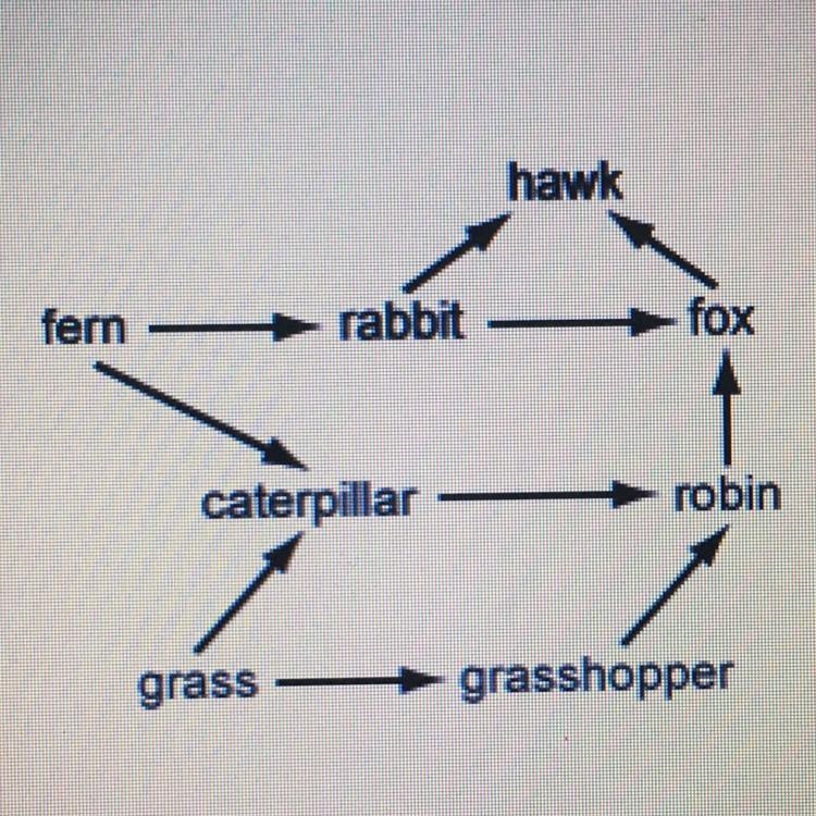 A) Identify the producers, primary consumers, and secondary consumers in this ecosystem-example-1