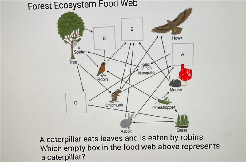 Rabbit A caterpillar eats leaves and is eaten by robins. Which empty box in the food-example-1