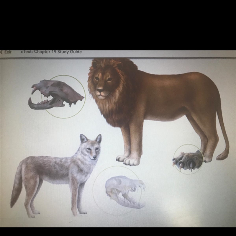 Coyotes and lions are both members of the clade Carnivora. What other clades include-example-1