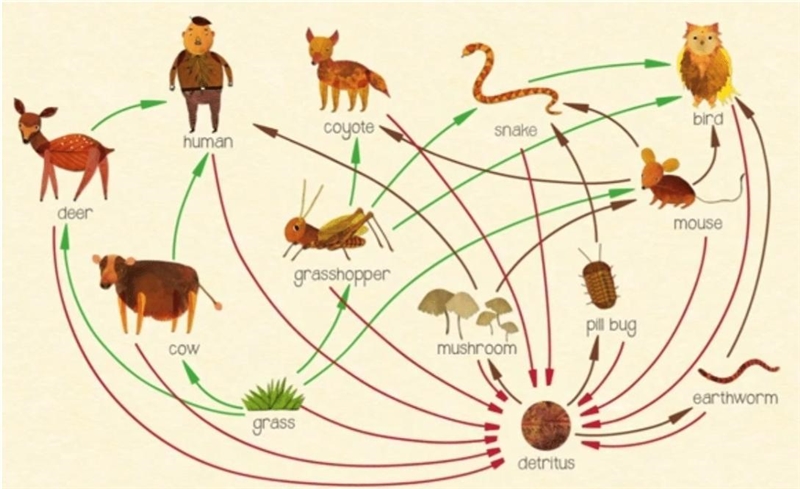 What is the longest food chain in this? AND Which one of these organisms depends on-example-1