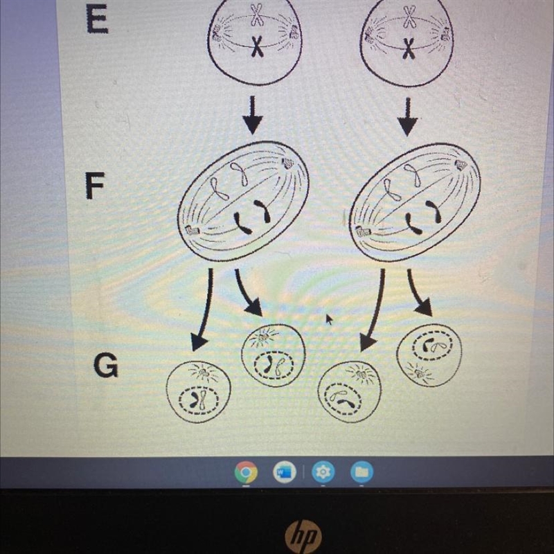 What happening in picture F? a) homologous chromosomes are separated b) sister chromatids-example-1