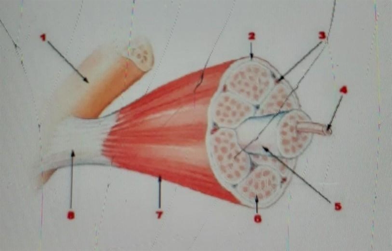 Which of the structures in the diagram is labeled by number 8? * O perimysium O muscle-example-1