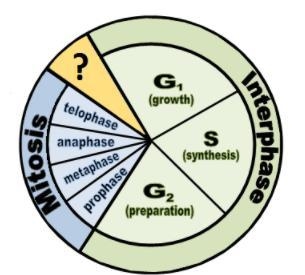 Which stage of the cell cycle is represented by the '?' in the diagram? * Captionless-example-1