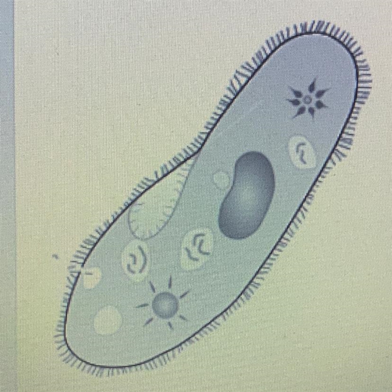 The following diagram shows an example of an animal like protist. this protist does-example-1