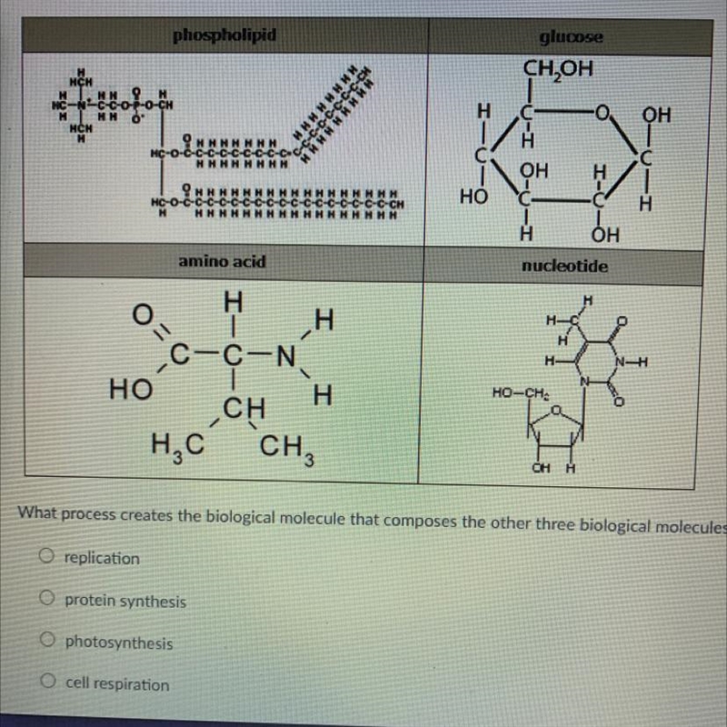 What process creates the biological molecule that composes the other three biological-example-1