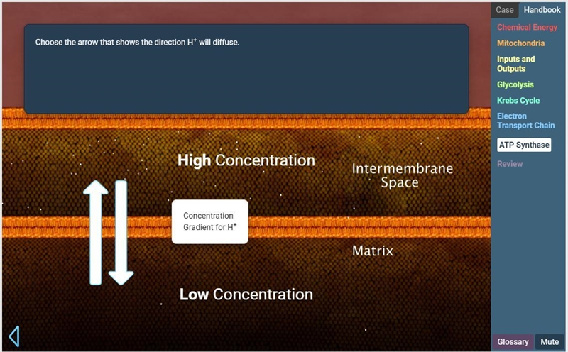 Choose the arrow that shows the direction H+ will diffuse.-example-1