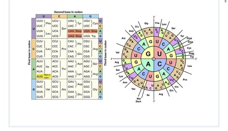 Which of the following mutations at the DNA level is NOT a silent mutation? Use your-example-1