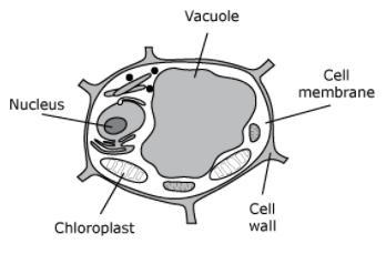 How does the cell membrane in the diagram above help to maintain the health of this-example-1