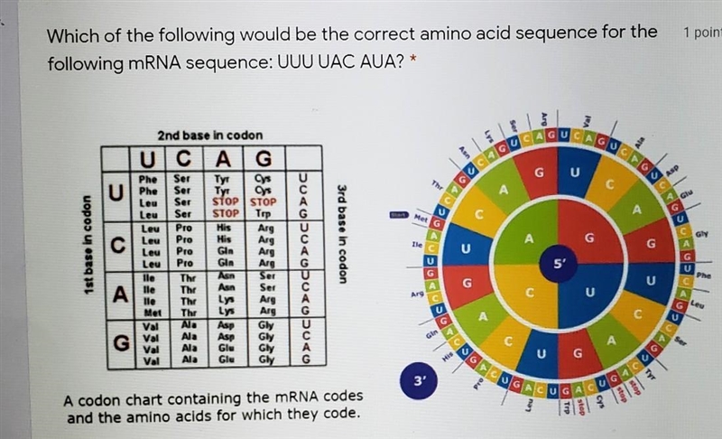 Which of the following would be the correct amino acid sequence for the following-example-1