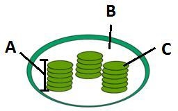 HELP DUE in 10 MINS! What is this organelle? a. mitochondria b. chloroplast c. ribosome-example-1