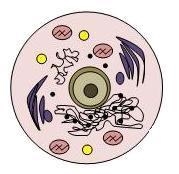 The picture above shows a microscopic view of an animal cell. Which of the following-example-1