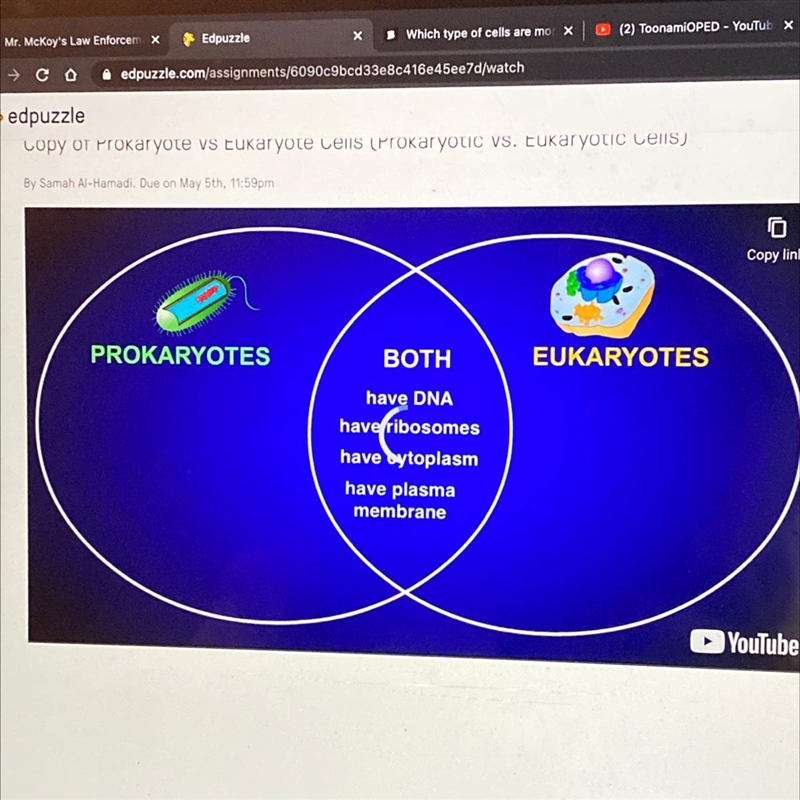 Which of the following are things that prokaryotes and eukaryotes have in common? plasma-example-1