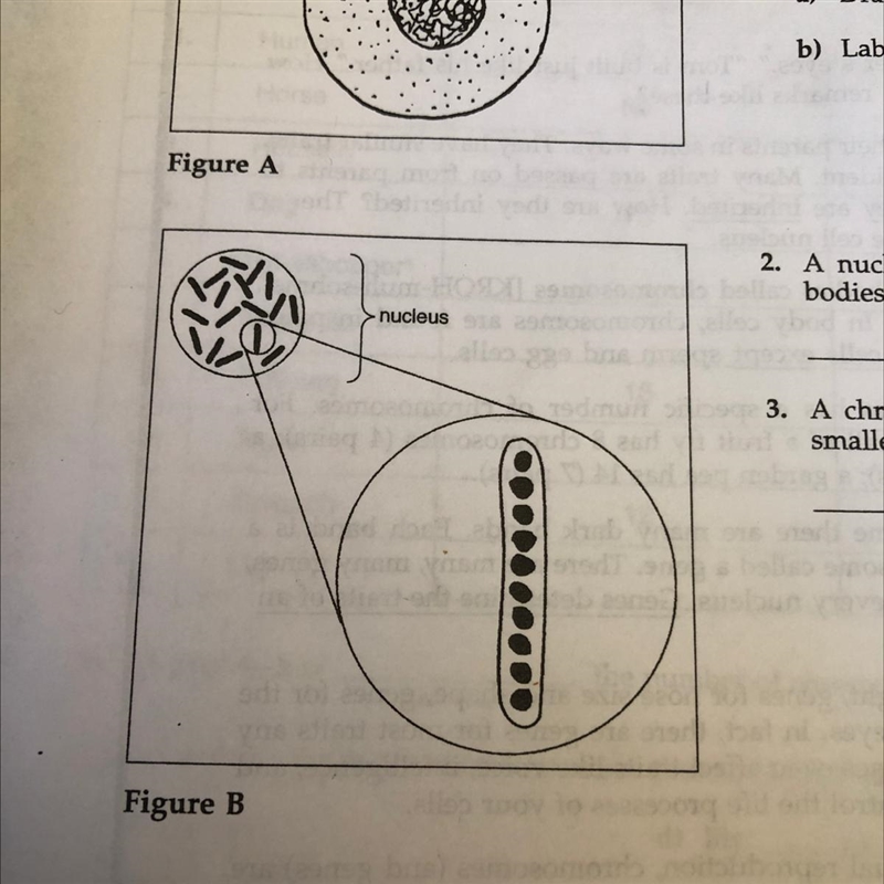 2. A nucleus contains tiny rod-shaped boll bodies. What are they called?-example-1