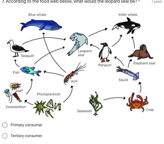 According to the food web below, what would the leopard seal be?-example-1