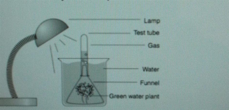 A student set up the lab experiment below. What gas would the student be collecting-example-1