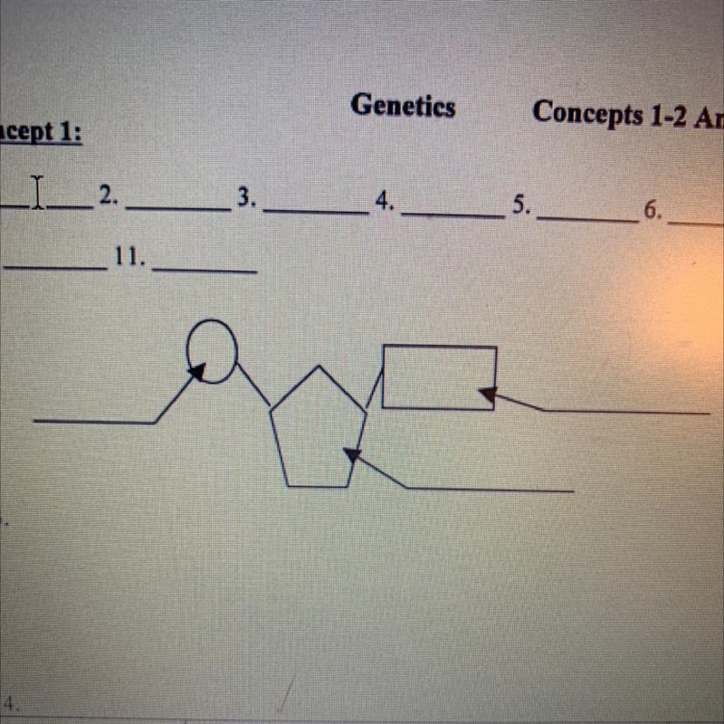 Label the nucleotide-example-1