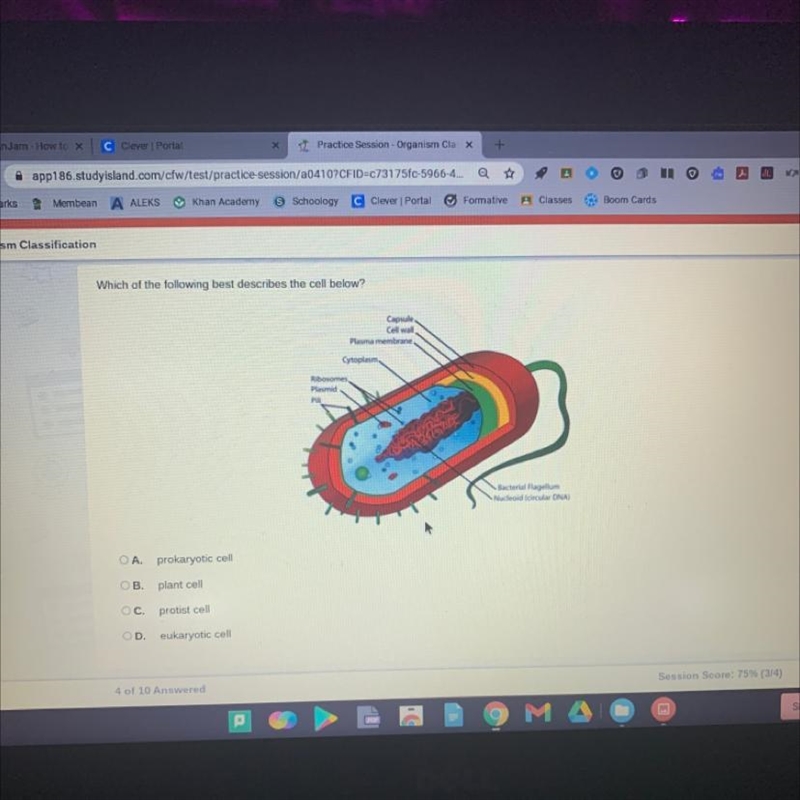 Which of the following best describes the cell below? Capsule Cell wall Plasma membrane-example-1