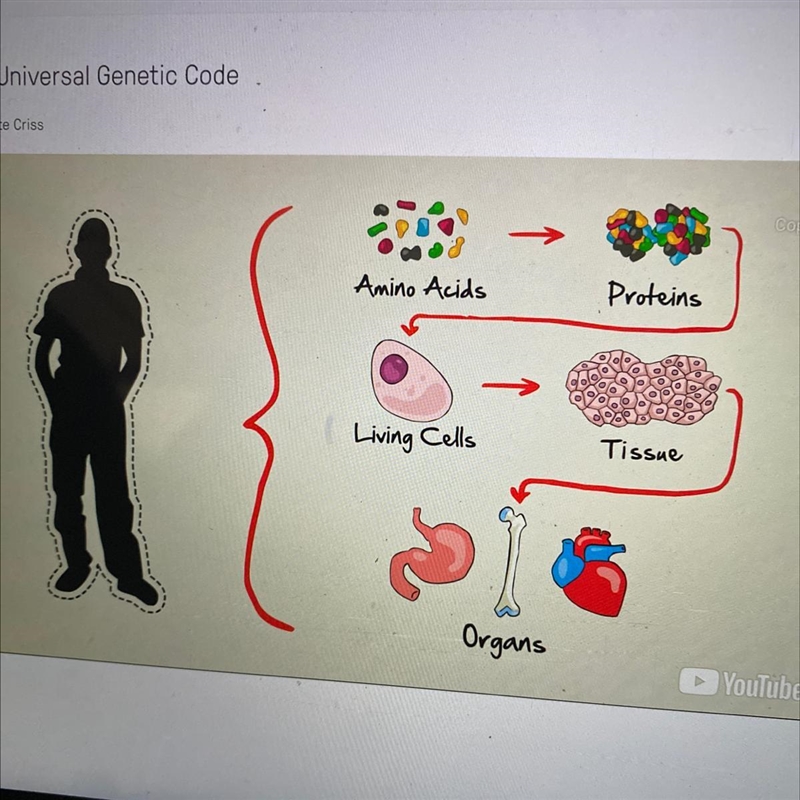 This processes is controlled by A. RNA B. DNA-example-1