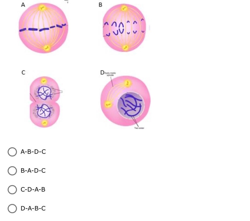 BIO, HELP! you know the drill, if you’re right you get the brailiest 3. Put the cells-example-1