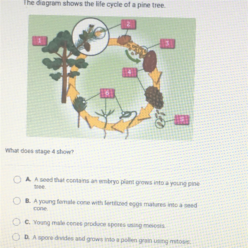 The diagram shows the life cycle of a pine tree. What does stage 4 show? Pls help-example-1