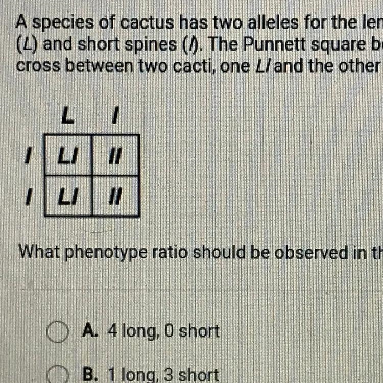 30 POINTS! A species of cactus has two alleles for the length of its spines: long-example-1