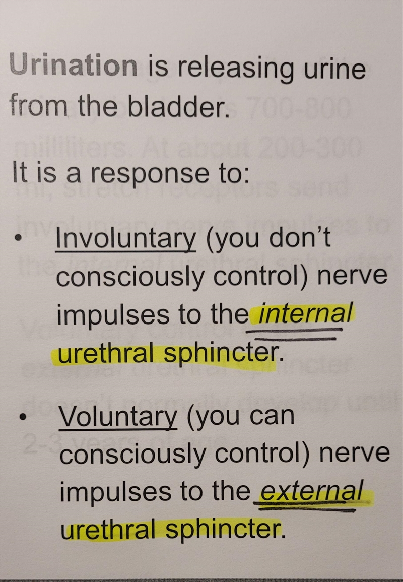 Which structure gives you voluntary control over urination?-example-2