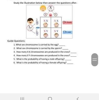 1)What sex chromosome is carried by the egg? 2)What sex chromosome is carried by the-example-1