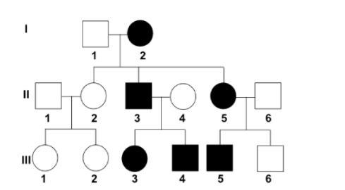 How many offspring did generation I have? Group of answer choices 2 3 4 1-example-1