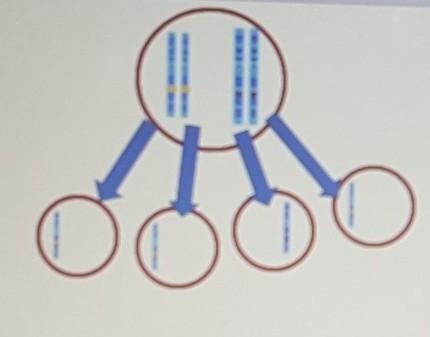 For this cell division, you can see that 4 daughter cells are made that have half-example-1