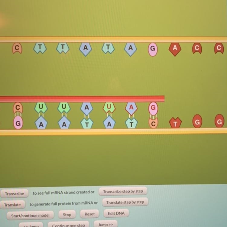 What are the three final nucleotides on the newly created mRNA in the animation sequence-example-1