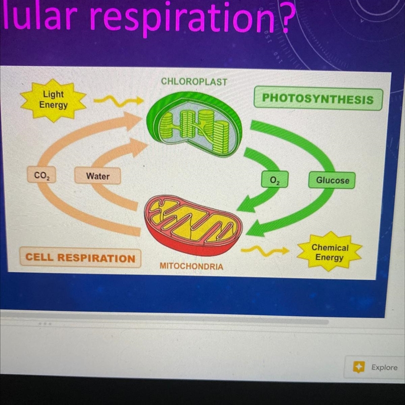 What are the reactants and products of cellular respiration ? Reactants: Products-example-1