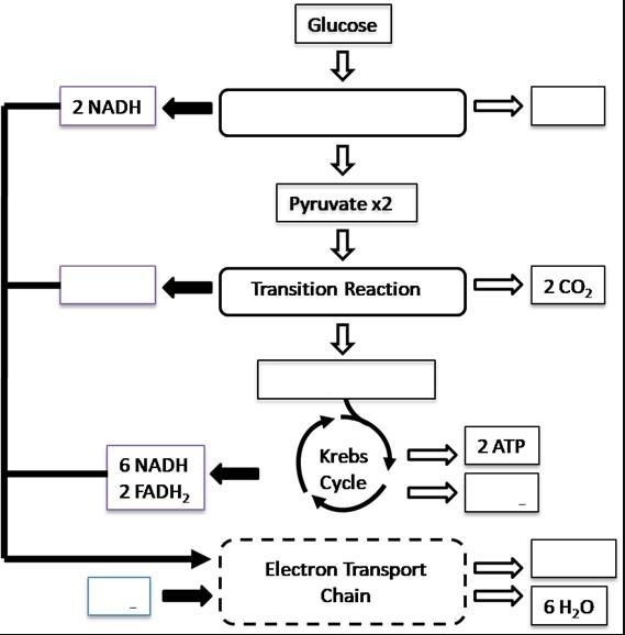 Complete the flowchart to summarize cellular respiration.-example-1