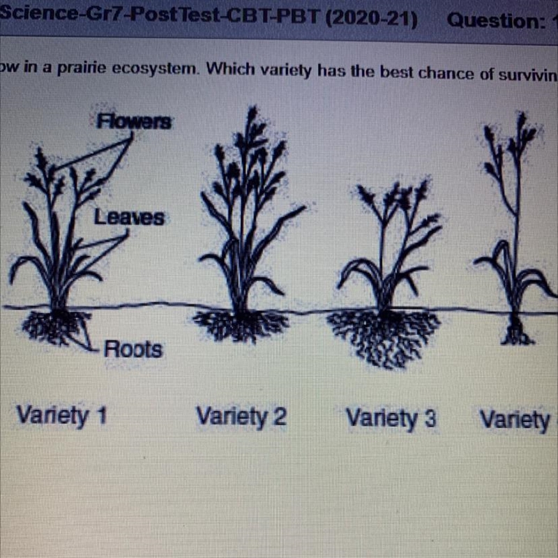 The picture below shows four varieties of the same species of grass that grow in a-example-1