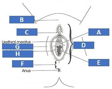 Identify the internal female reproductive structures.-example-1