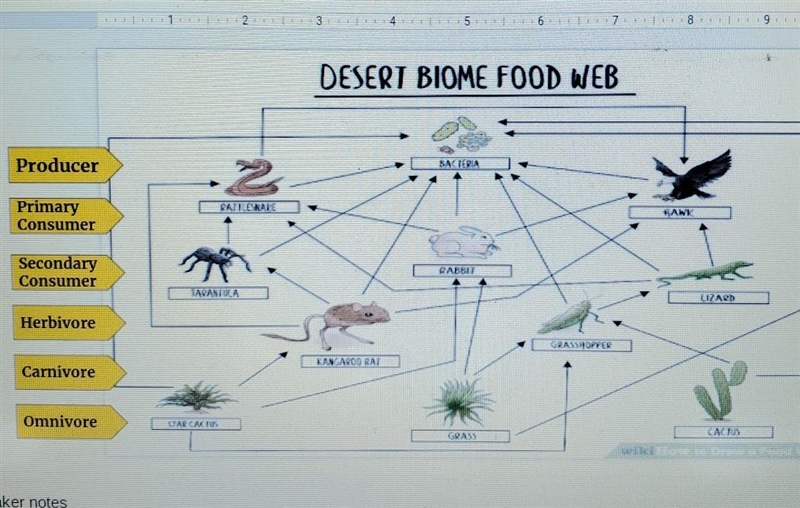 I need to know the producer primary Consumer secondary Consumer herbivore carnivor-example-1