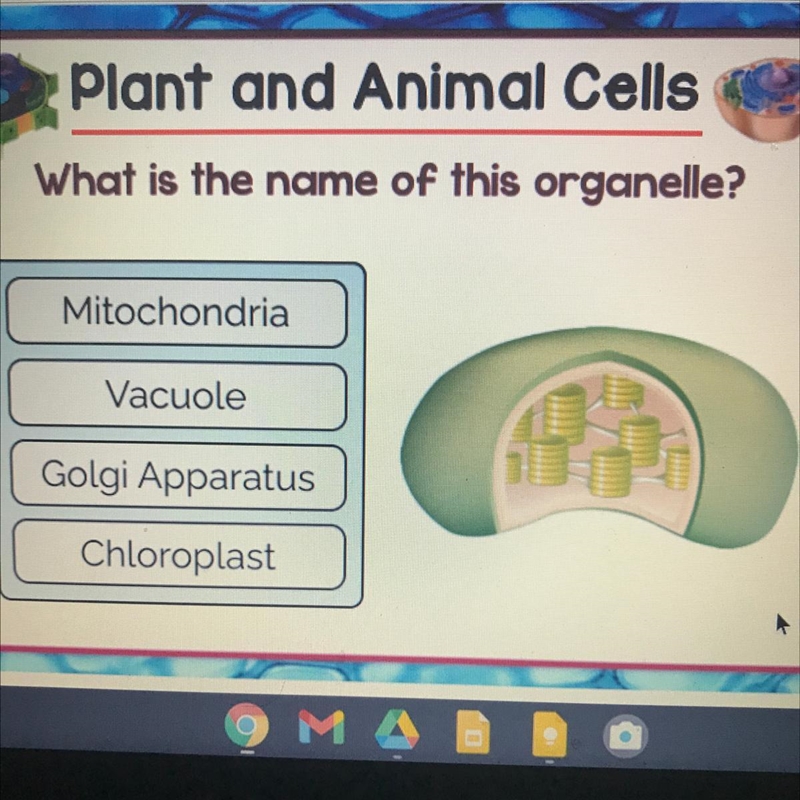 What is the name of this organelle?-example-1