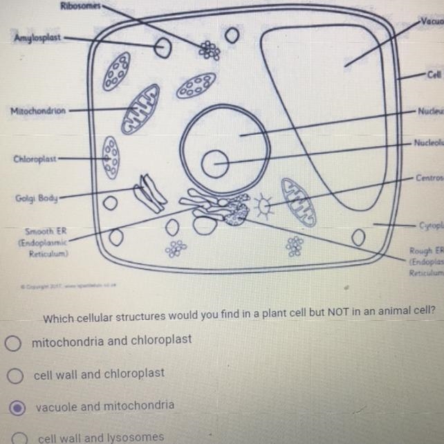 Which cellular structures would you find in plant cell but not in an animal cell?-example-1