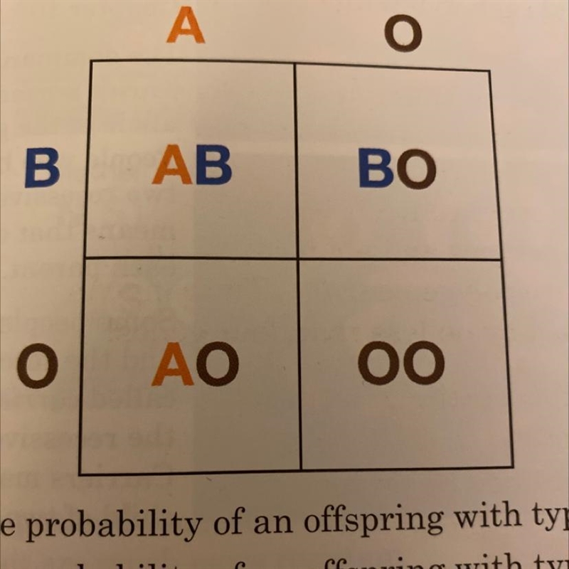 6. Blood type is determined by three alleles, A, B, and O. Use the punnett square-example-1