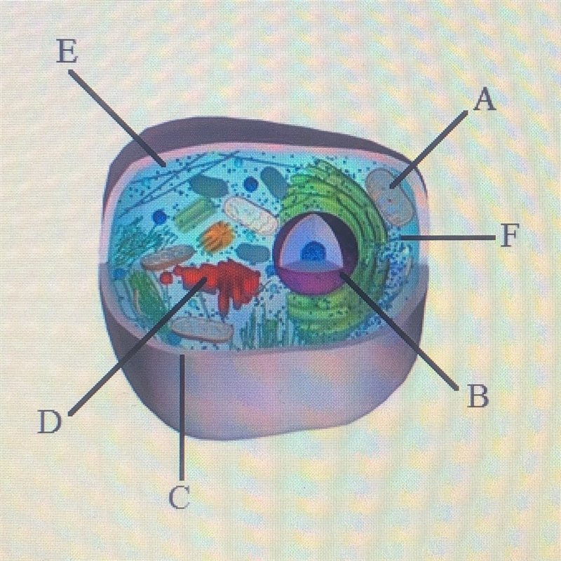 What is the name of the structure labeled Fin the diagram below? A. Ribosome B. Cytoplasm-example-1