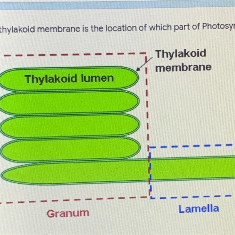 The thylakoids membrane is the location of which part of photosynthesis? A. Light-example-1