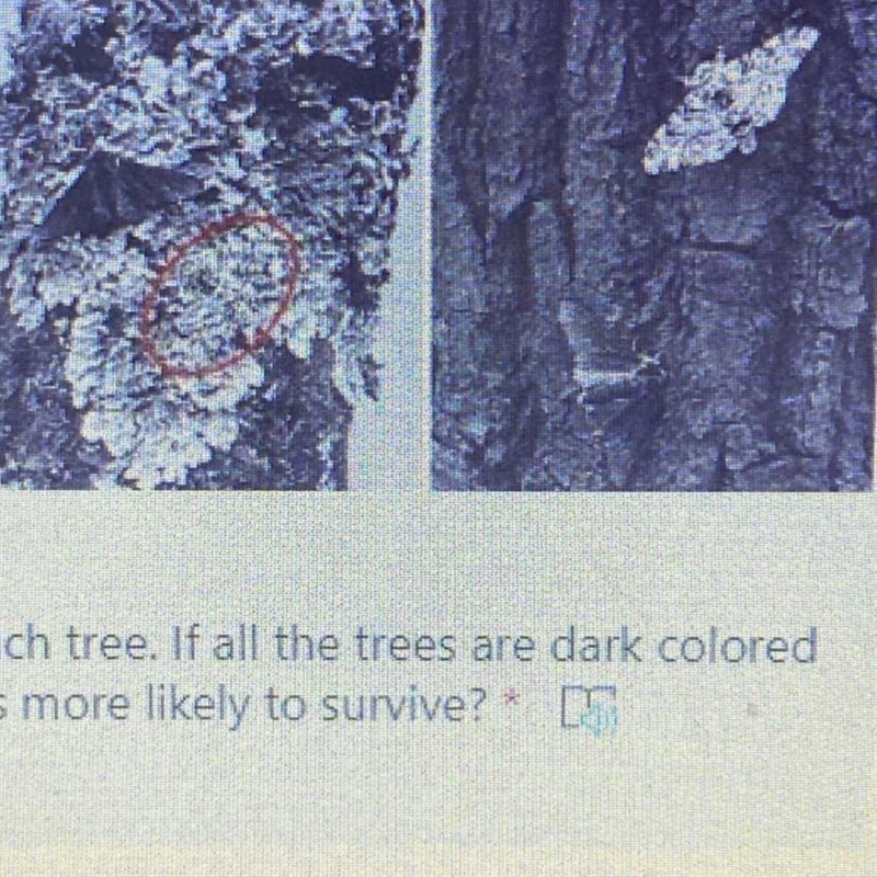 In the picture, there is a dark moth and light moth on each tree. If all the trees-example-1