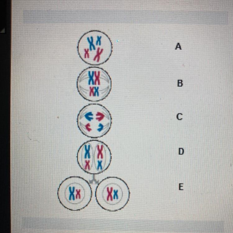 The illustration below shows the steps of meiosis What is the step that is labeled-example-1