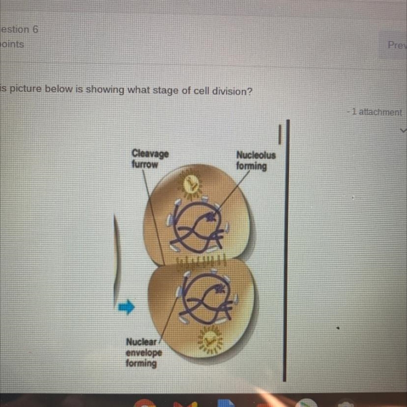 This picture below is showing what stage of cell division? -1 attachment Cleavage-example-1