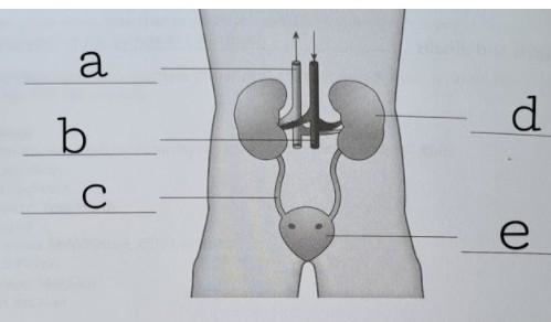 Help asap please!!!! The picture below shows the structure of our urinary system. Identify-example-1