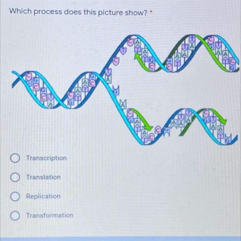 PLEASE HELP Which process does this picture show?* Transcription Translation Replication-example-1