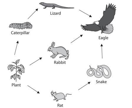 Using organisms from the food web, complete this food chain of four links. ....................................... rat-example-1